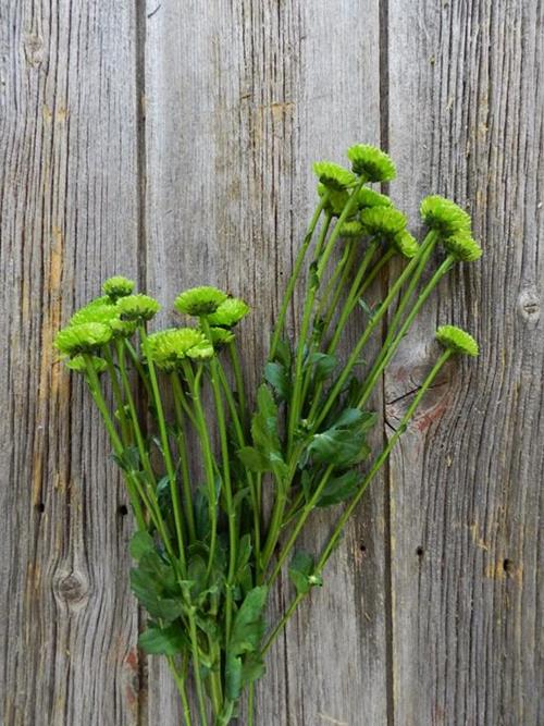 COUNTRY BUTTON GREEN POMPONS